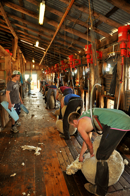 Steam Plains Shearing 022669 © Claire Parks Photography 